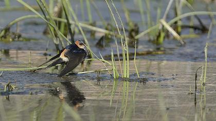 Kızıl kırlangıç