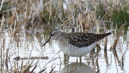 Orman düdükçünü