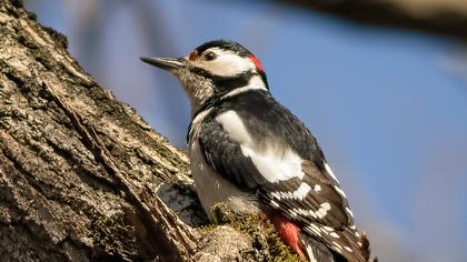 Orman alaca ağaçkakanı