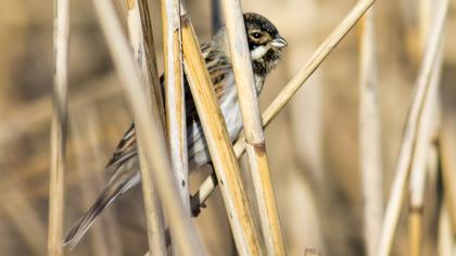 Bataklık Kirazkuşu