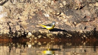 Dağ kuyruksallayanı