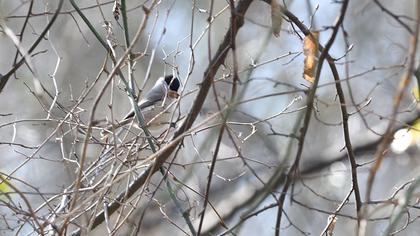 Kayın baştankarası