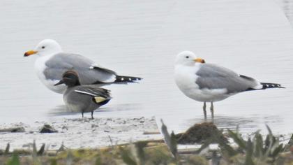 Van gölü martısı