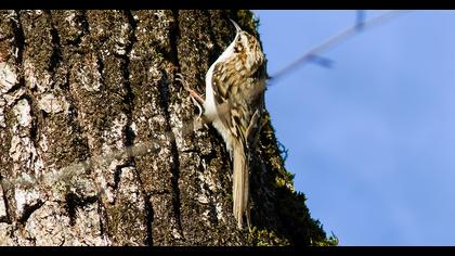 Orman tırmaşıkkuşu