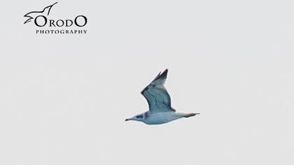 Büyük karabaş martı