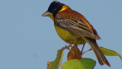 Karabaşlı kirazkuşu