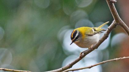 Sürmeli çalıkuşu