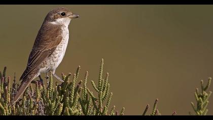 Kızılsırtlı örümcekkuşu