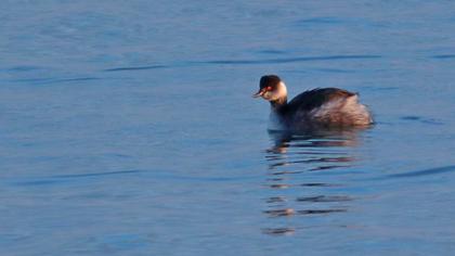 Karaboyunlu batağan