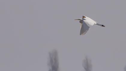 Büyük ak balıkçıl