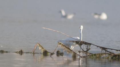 Büyük ak balıkçıl