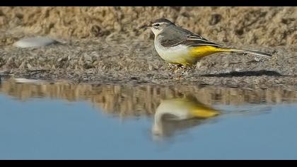 Dağ kuyruksallayanı