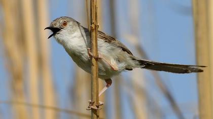 Dikkuyruklu ötleğen