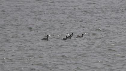 Karaboyunlu batağan