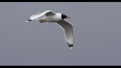 Büyük karabaş martı