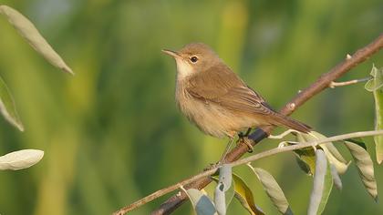 Çalı kamışçını