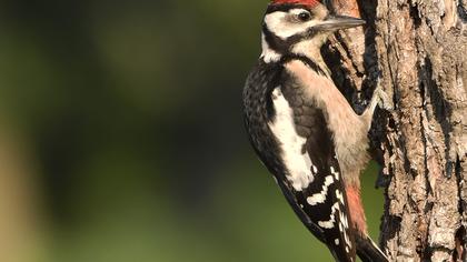 Orman alaca ağaçkakanı