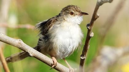 Dikkuyruklu ötleğen