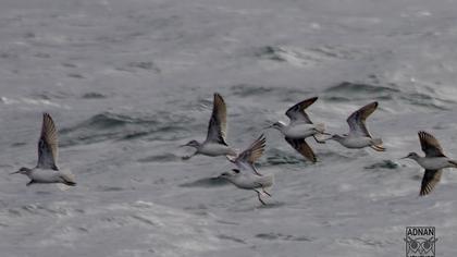 Büyük denizdüdükçünü
