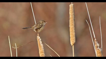 Dikkuyruklu ötleğen