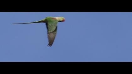 İskender papağanı