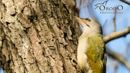 Küçük yeşil ağaçkakan