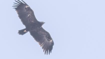 Büyük orman kartalı