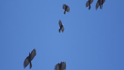 Kırmızıgagalı dağ kargası