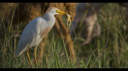 Sığır balıkçılı