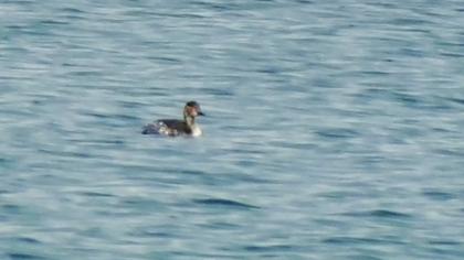 Karaboyunlu batağan