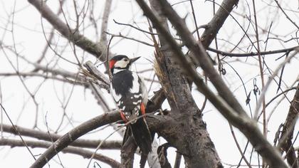 Orman alaca ağaçkakanı