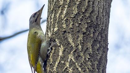 Küçük yeşil ağaçkakan