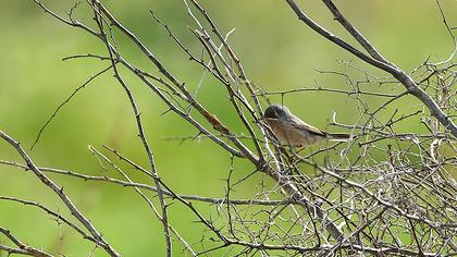 Bıyıklı ötleğen