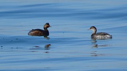 Karaboyunlu batağan
