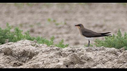 Bataklıkkırlangıcı