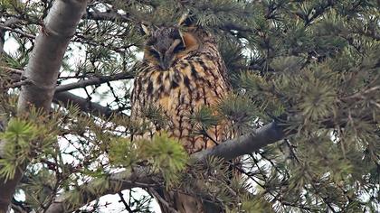 Kulaklı orman baykuşu