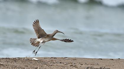 Sürmeli kervançulluğu