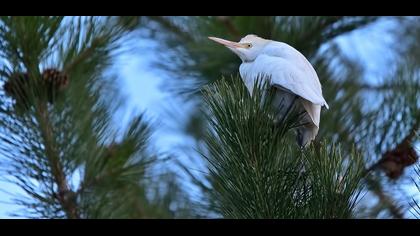 Sığır balıkçılı