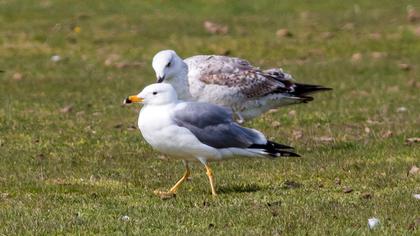 Van gölü martısı