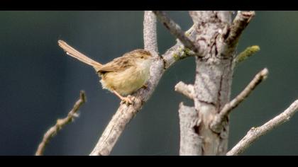 Dikkuyruklu ötleğen