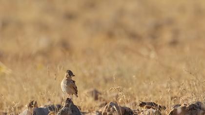 Türkistan çorak toygarı