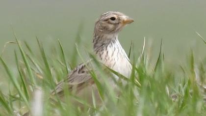 Türkistan çorak toygarı