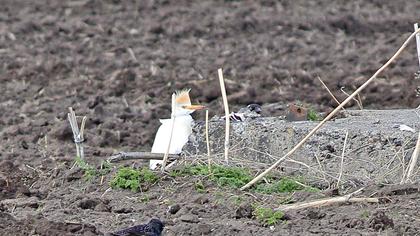 Sığır balıkçılı