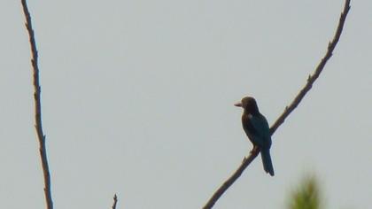 İzmir yalıçapkını