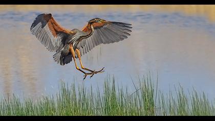 Erguvani balıkçıl