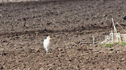 Sığır balıkçılı