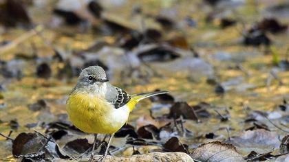Dağ kuyruksallayanı