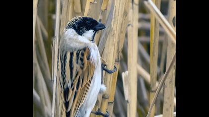 Bataklık Kirazkuşu