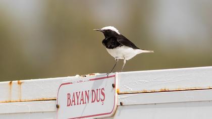 Keşiş kuyrukkakanı