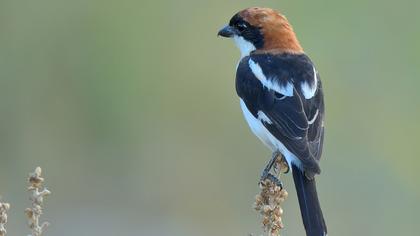 Kızılbaşlı örümcekkuşu